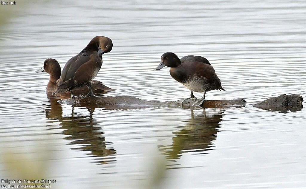 New Zealand Scaup