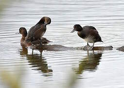 New Zealand Scaup