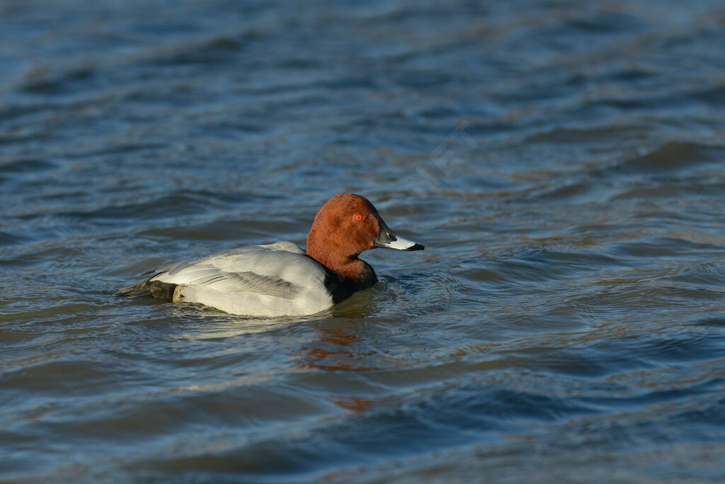 Common Pochard