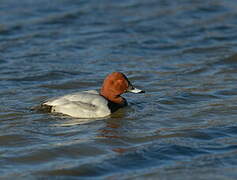 Common Pochard