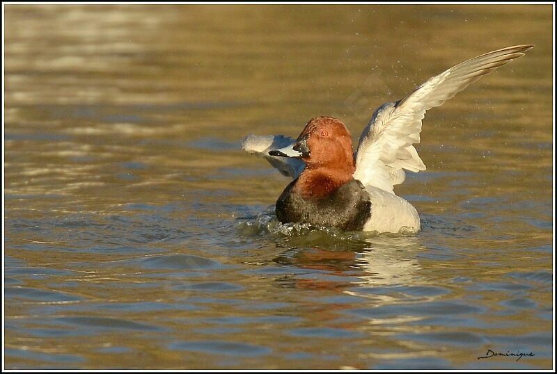 Common Pochard