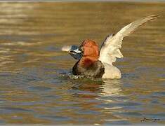 Common Pochard