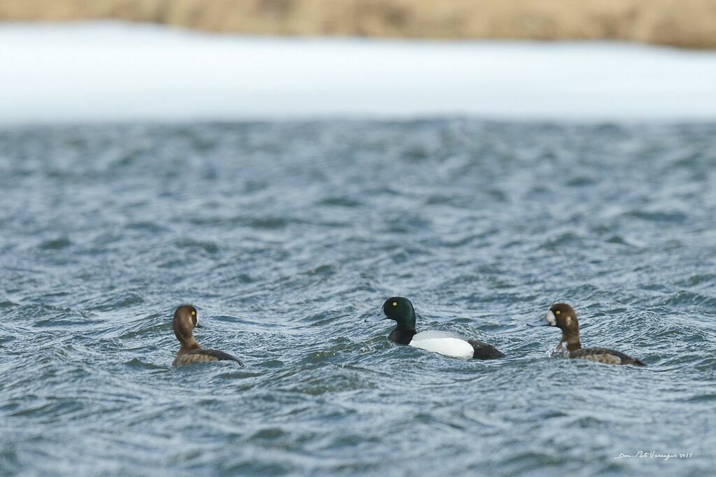 Greater Scaup