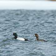 Greater Scaup