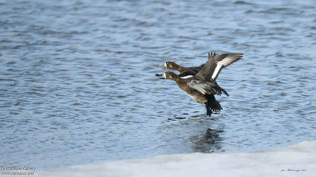 Greater Scaup female adult breeding, Flight