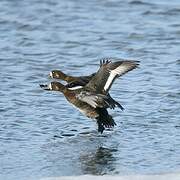 Greater Scaup