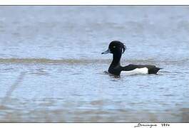 Tufted Duck