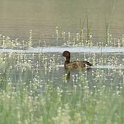 Ferruginous Duck