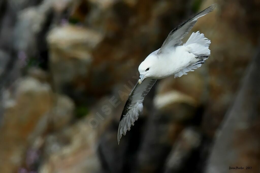 Fulmar boréal