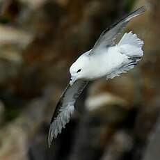 Fulmar boréal