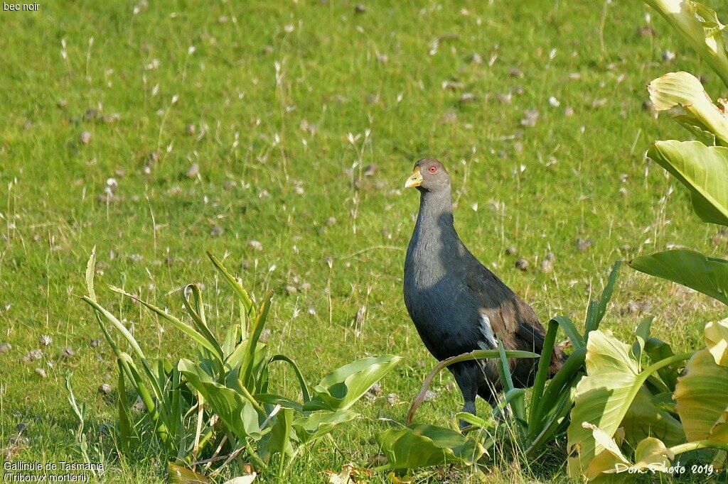 Tasmanian Nativehen