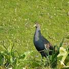Gallinule de Tasmanie