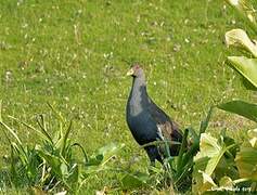 Gallinule de Tasmanie