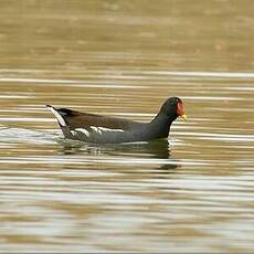 Gallinule poule-d'eau