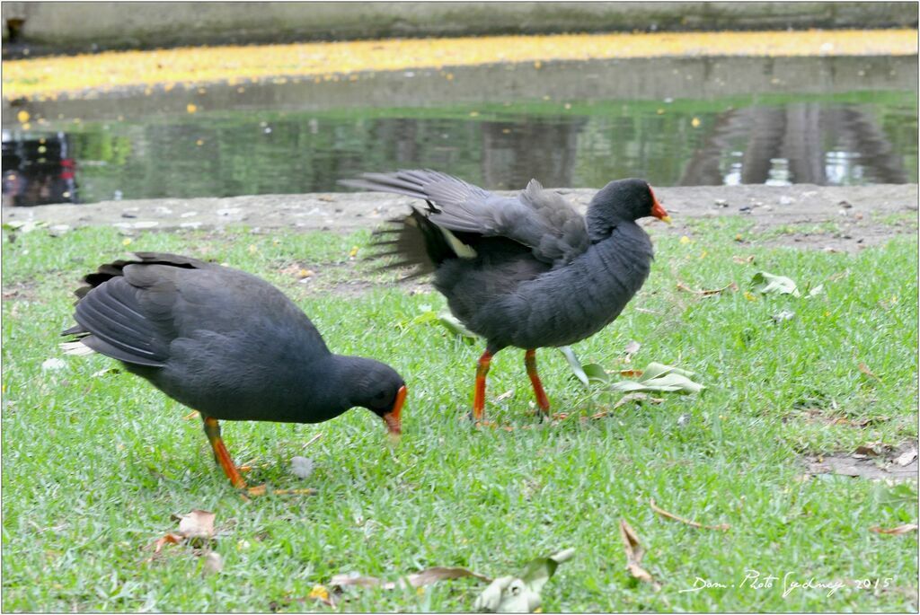 Gallinule sombre