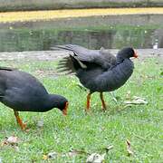 Gallinule sombre