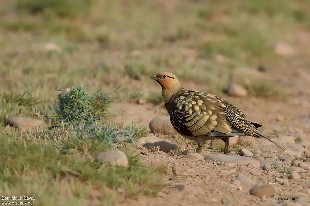 Pin-tailed Sandgrouse male adult, habitat, walking