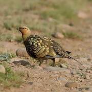 Pin-tailed Sandgrouse