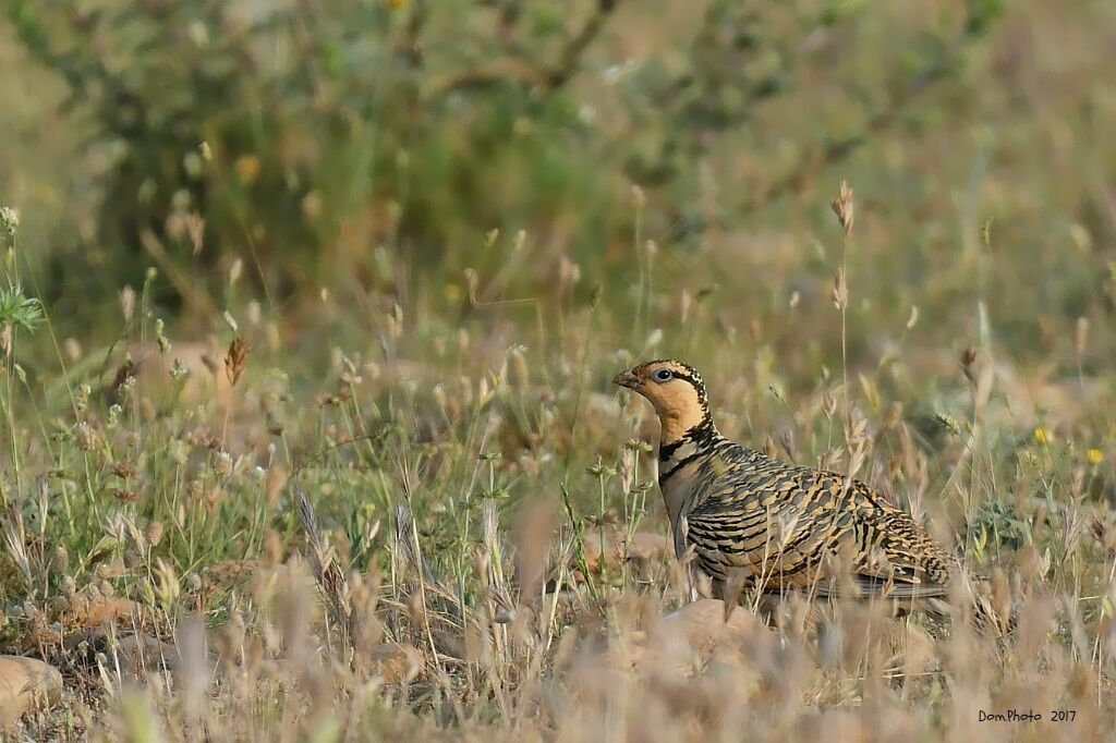 Pin-tailed Sandgrouse female adult, walking