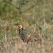 Pin-tailed Sandgrouse