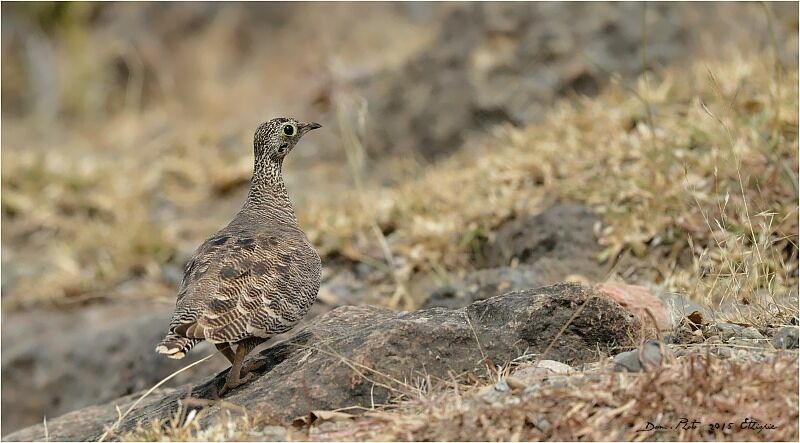 Lichtenstein's Sandgrouse