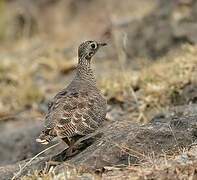 Lichtenstein's Sandgrouse