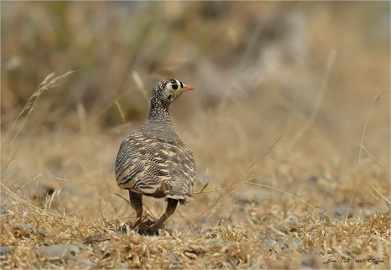 Lichtenstein's Sandgrouse