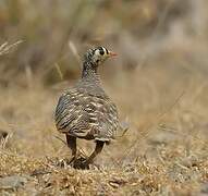 Lichtenstein's Sandgrouse