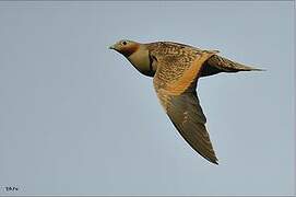 Black-bellied Sandgrouse