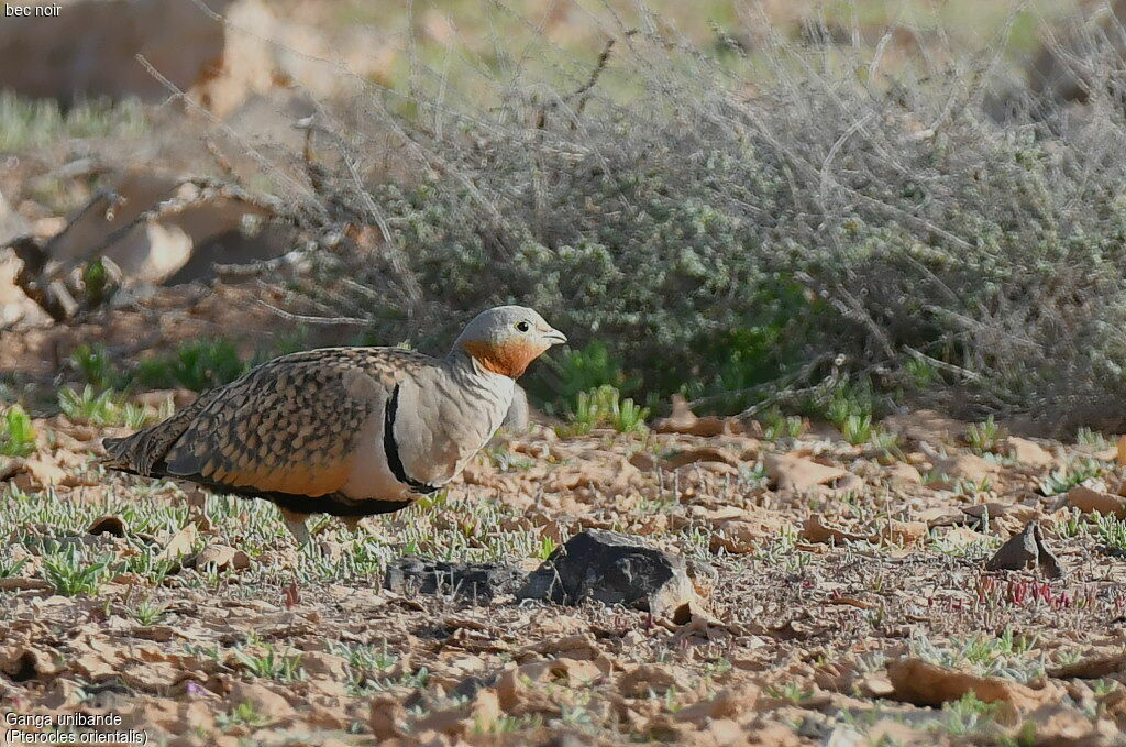 Black-bellied Sandgrouse