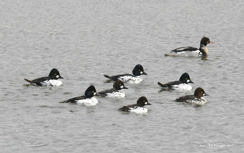 Common Goldeneye