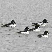 Common Goldeneye