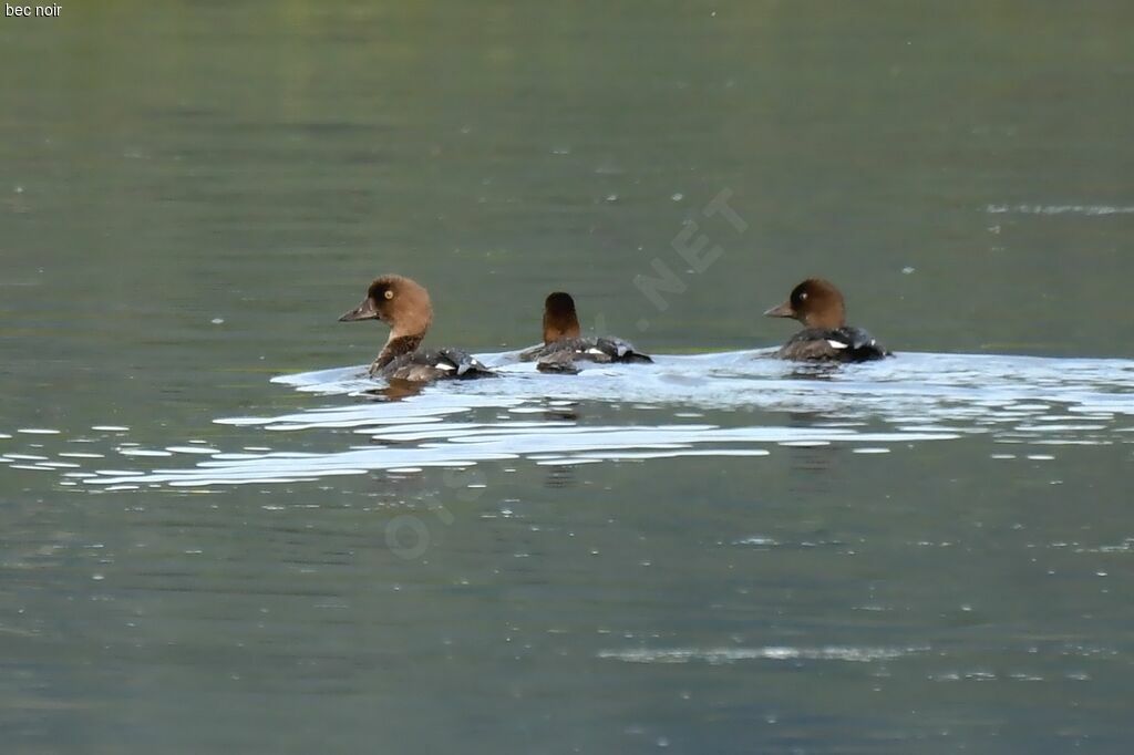 Common Goldeneye