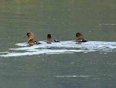 Common Goldeneye