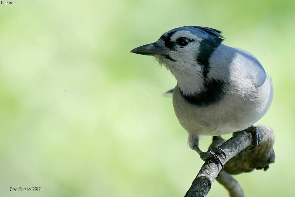 Blue Jay