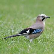 Eurasian Jay