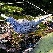 Zebra Dove