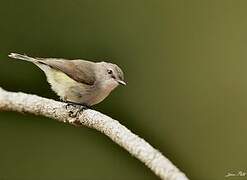 Fan-tailed Gerygone