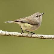 Fan-tailed Gerygone