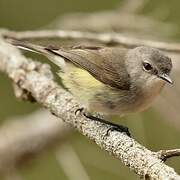 Fan-tailed Gerygone