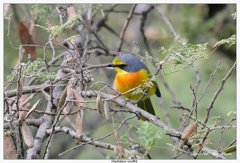 Orange-breasted Bushshrike