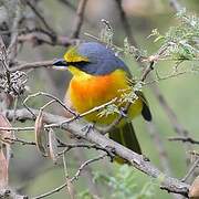 Orange-breasted Bushshrike