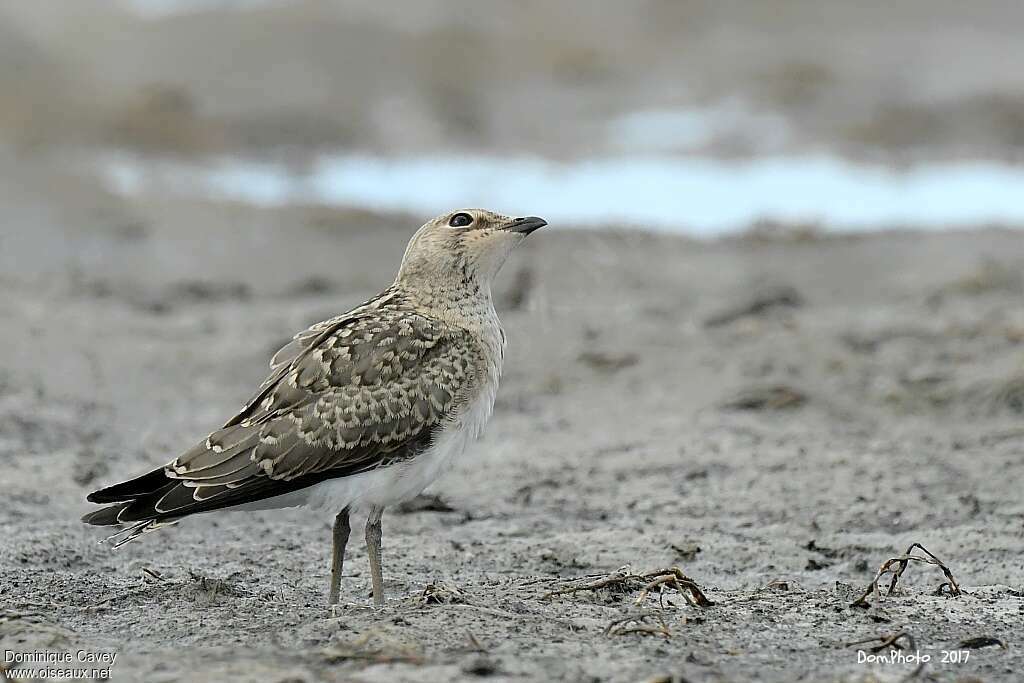 Glaréole à collierjuvénile, identification