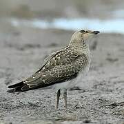 Collared Pratincole