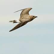 Collared Pratincole