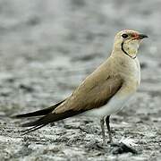 Collared Pratincole