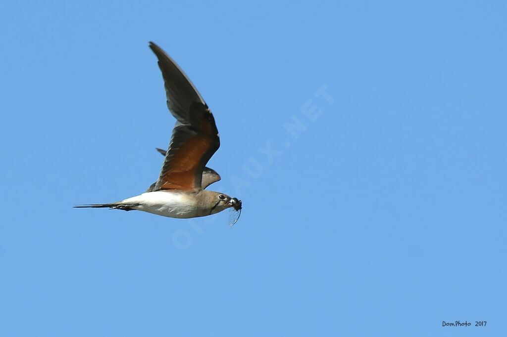 Collared Pratincoleadult, Flight, fishing/hunting