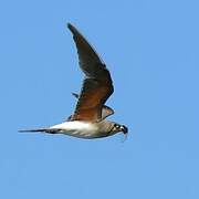 Collared Pratincole