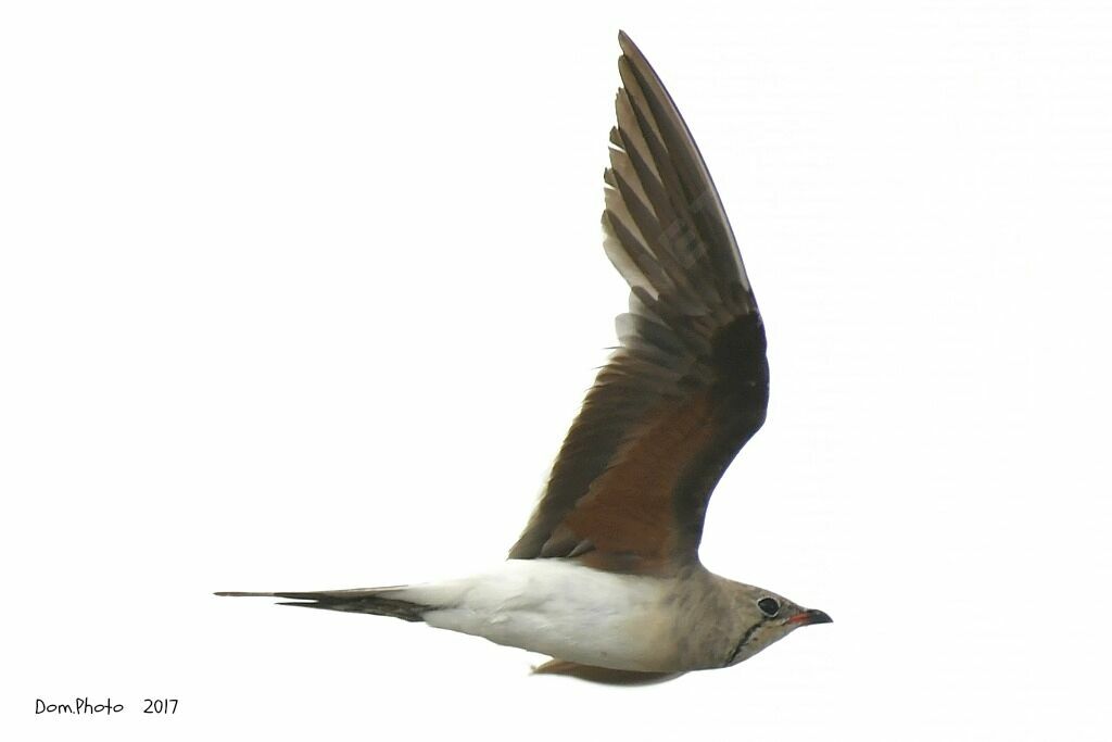 Collared Pratincole