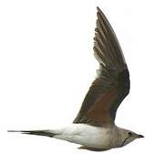 Collared Pratincole